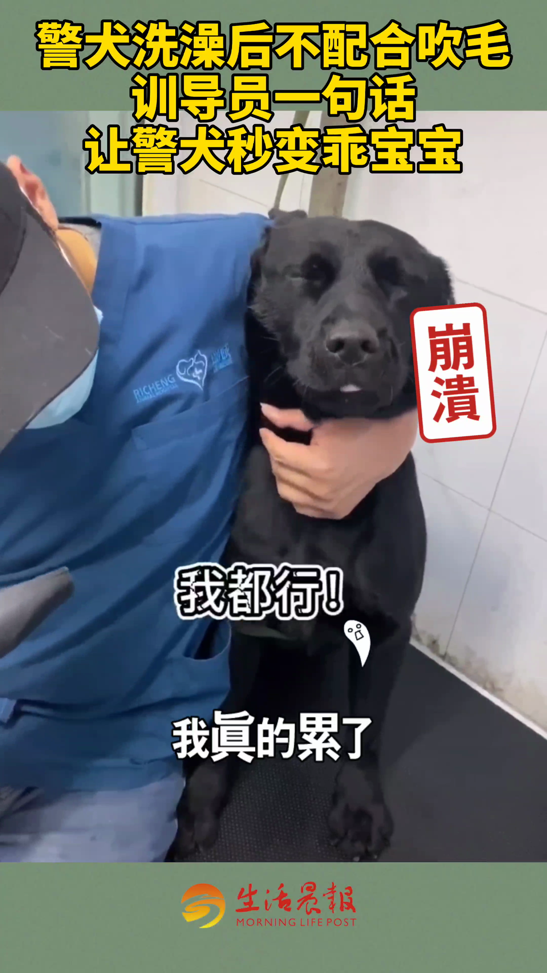 警犬幺幺零面临特殊训练挑战，训导员经历头疼的训犬之旅