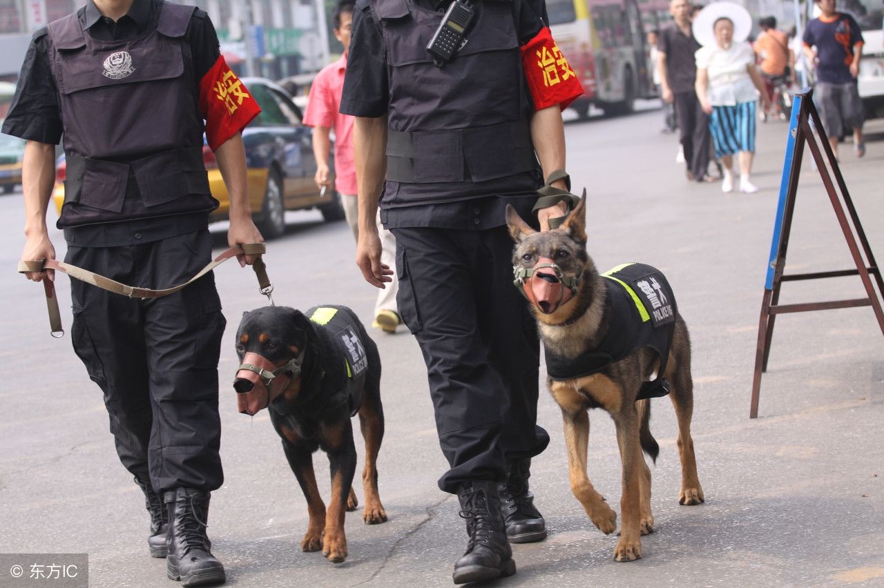 警犬反常行为成焦点，连续四周在战友床上尿尿被通报批评