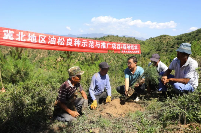 腰屯林场绿色发展新篇章，探索与实践最新项目