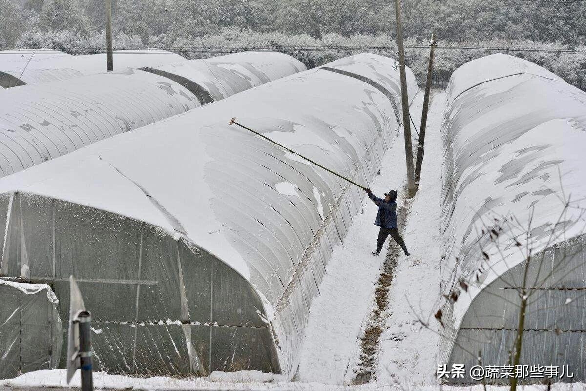 雪灾下的意外，大棚倒塌揭示的两人的命运纠葛