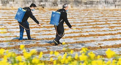 早春时节农忙启事