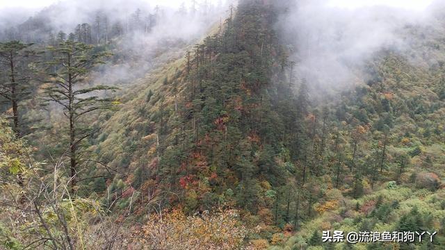 湖北狗狗山走红网络，网友直呼太像了