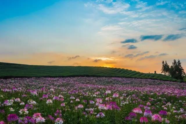 花海镇生态宜居旅游胜地发展规划揭秘