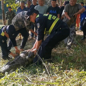 特警紧急行动成功击毙逃脱巨型鳄鱼