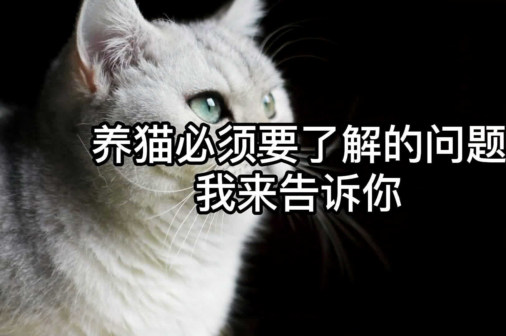 养猫前的深度思考，我能为猫咪提供一个温馨的家吗？