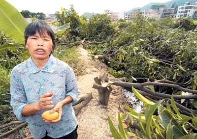 福州村民果树遭一夜砍伐，事件引发社会关注热议