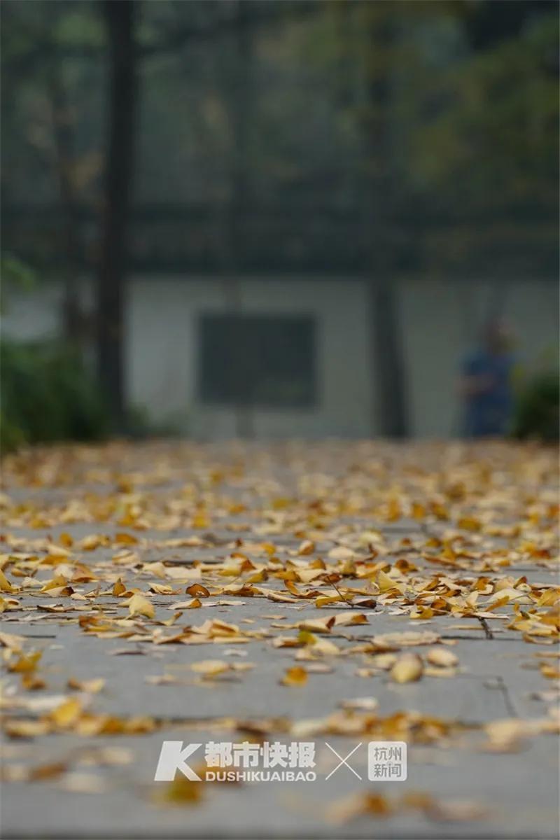 杭州落叶不扫模式启动，城市与自然和谐共舞的美好时光