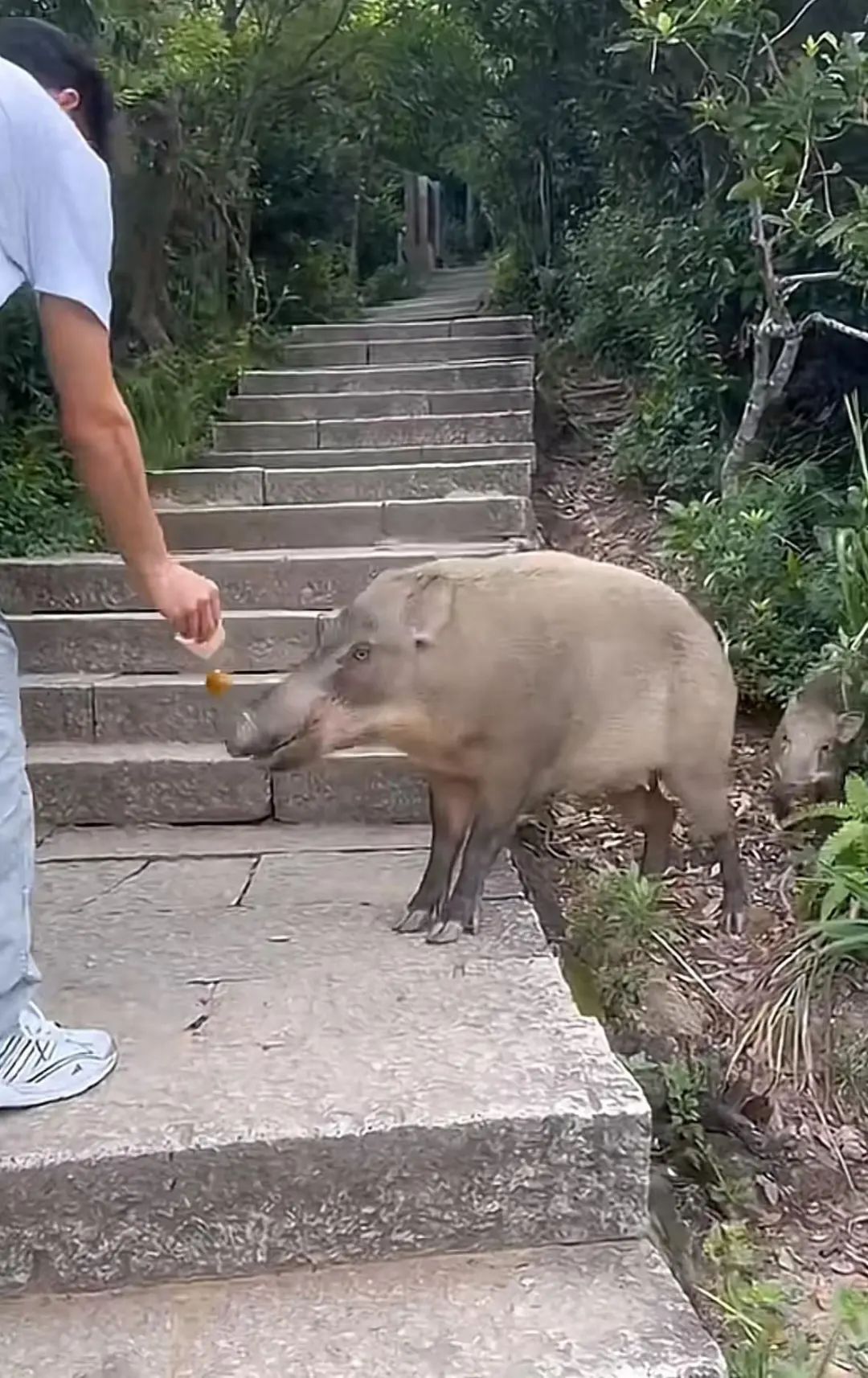 景区野猪与游客互动，投喂带来的微妙影响