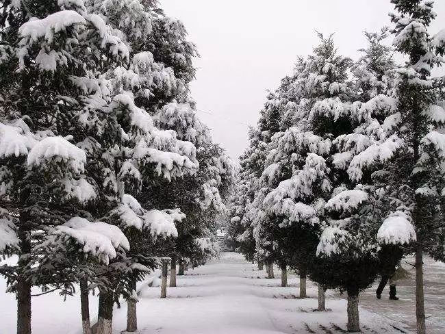 樊振东，雪压青松，坚韧前行