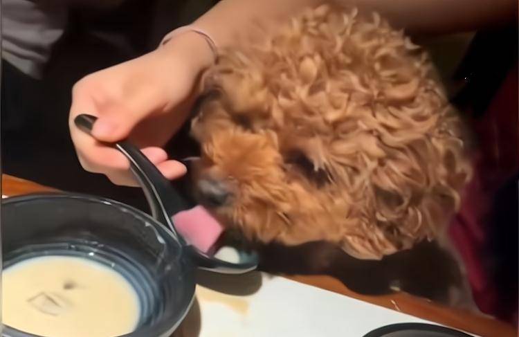 女子用餐具喂狗背后的故事，喂食方式之争与思考