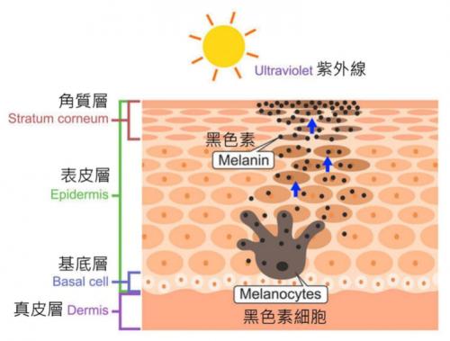 科学对抗黑色素，美白与防止色素沉积的有效策略