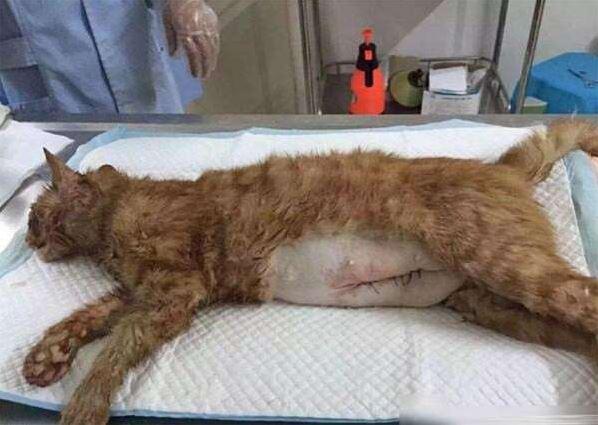 宠物猫物流悲剧，滞留中转站死亡，呼唤物流与关怀共融之道