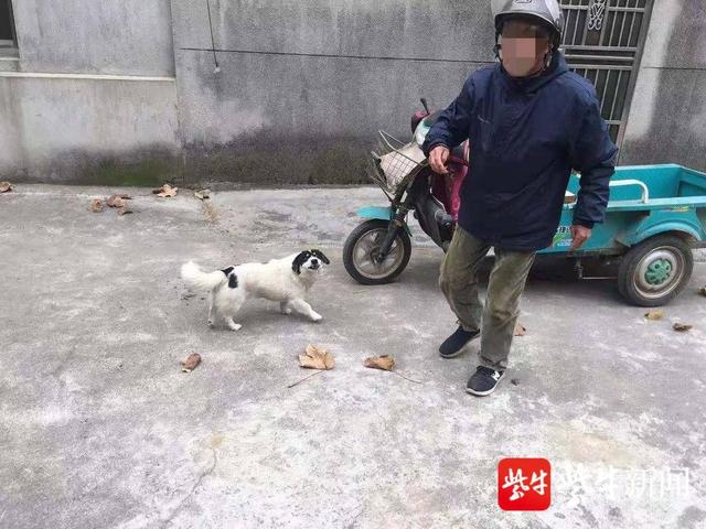 孤寡老人遭犬只撕咬去世，社区安全与动物管理需加强监管力度