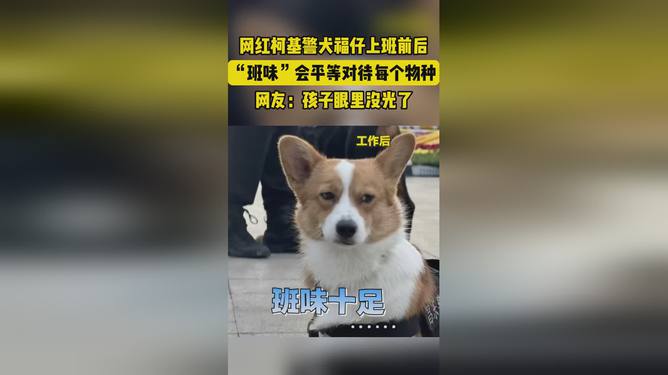 警犬福仔，年终奖被扣背后的班味儿故事