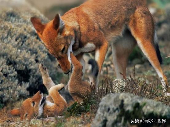 甘肃罕见画面，16只豺同框惊艳瞬间