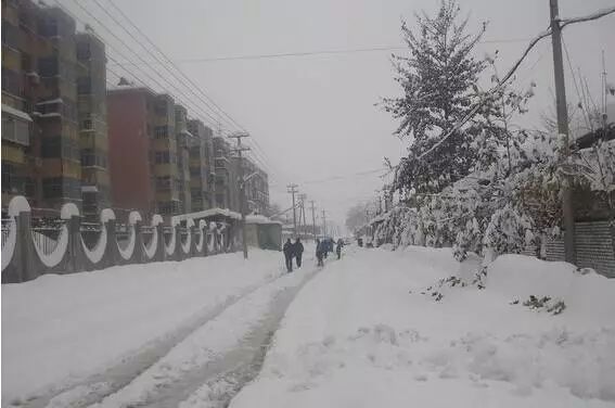 石家庄雪落纷飞，冬日独特风情展现