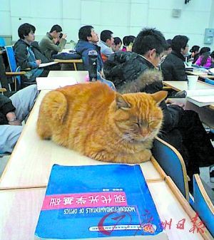 猫尸体塞课桌事件背后的学校不确定性与人为因素深度探讨